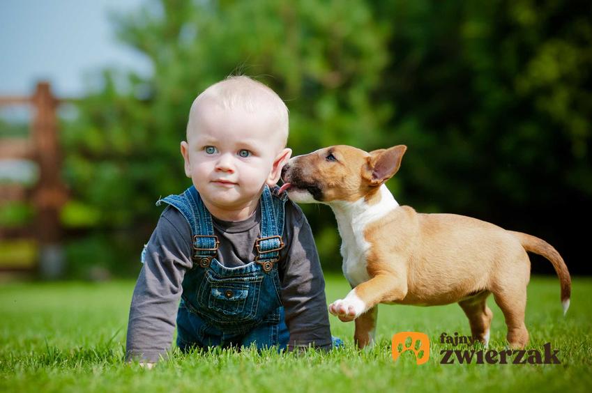Pies liżący dziecko, a także informacje, czy można całować psa, zagrożenia i porady