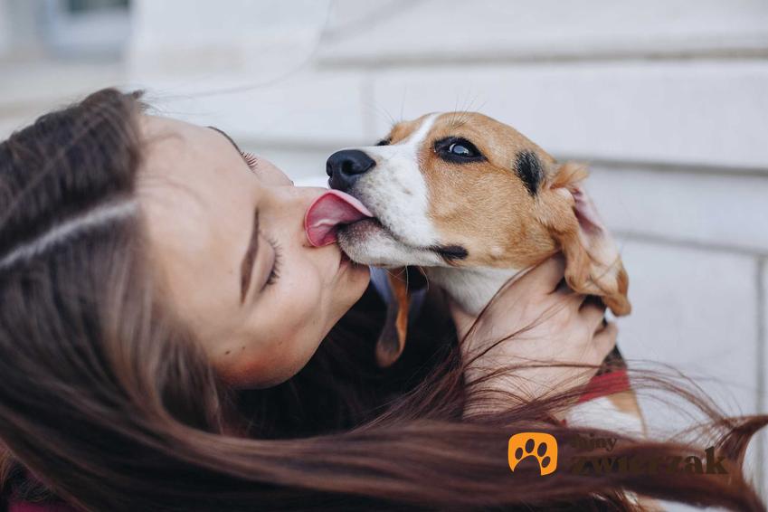 Dawanie buziaków psu, a także informacje, czy można całować pieska krok po kroku