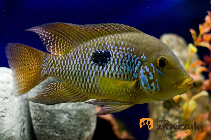 Ryba ziemiojad brazylijski w akwarium, a także opis gatunku, zdjęcia oraz cena rybki w sklepie zoologicznym