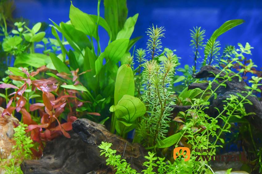 Akwarium roślinne z najpiękniejszymi roślinami, a także opis akwarium i jego zakładanie krok po kroku