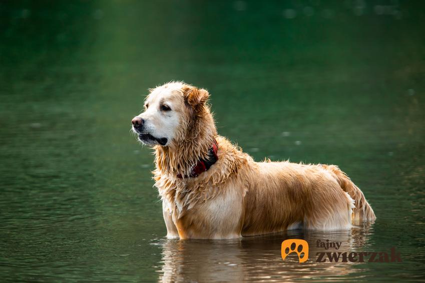 Długowłosy labrador retriever biszkoptowy pływający w rzece, a także jego pielęgnacja