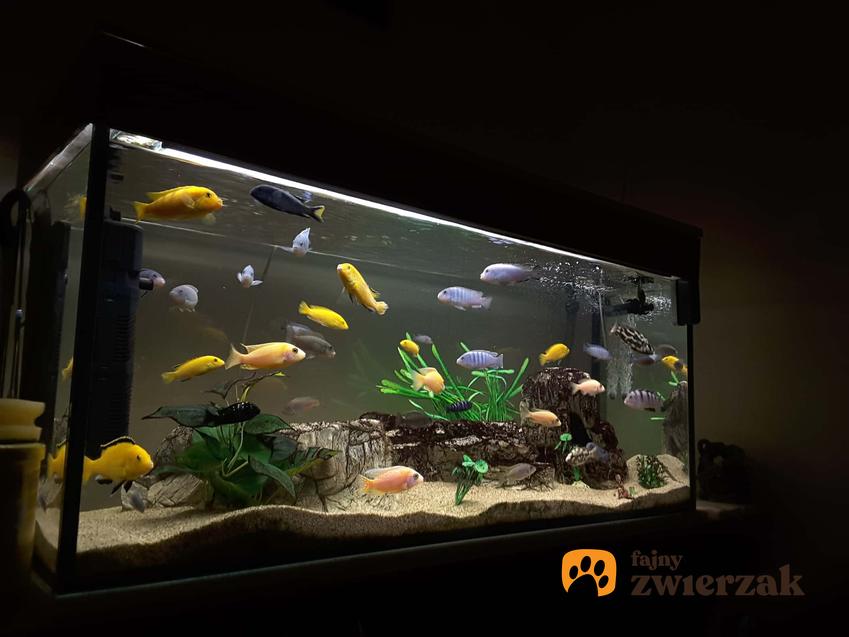 Podświetlone akwarium z rybkami, a także podpowiedzi, jak założyć akwarium oraz praktyczny poradki