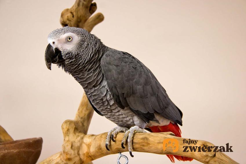 Papuga popielata na drążku, a także opis gatunku, zdjęcia oraz hodowla w domowych warunkach