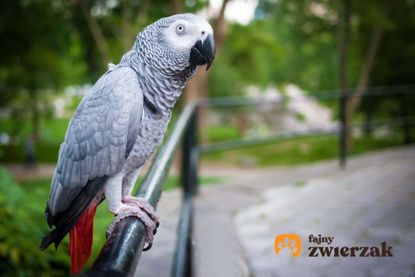 Papuga popielata w ogrodzie, a także opis gatunku, zdjęcia i hodowla w domu