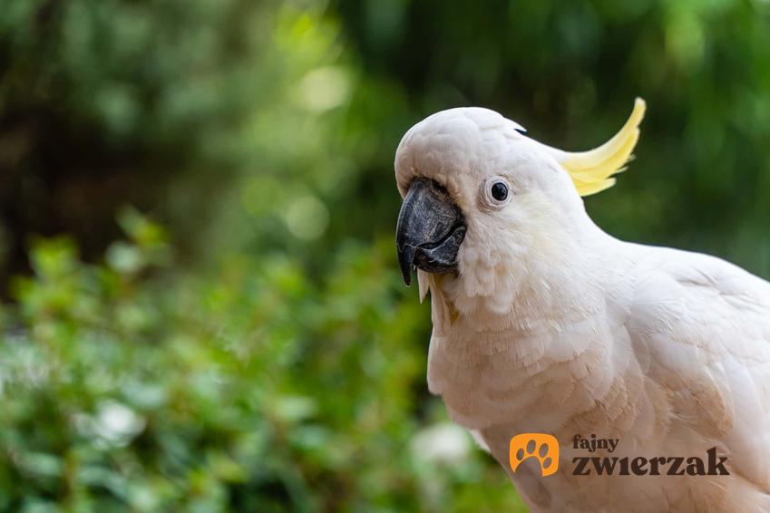 Kakadu, ciekawa papuga, popularna w hodowli domowej oraz jej występowanie, opis i wymagania w domu