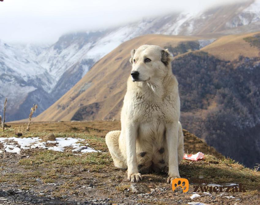 Duży pies na wycieczce w góry, a także informacje, czy duży, czy mały pies sprawdzi się lepiej
