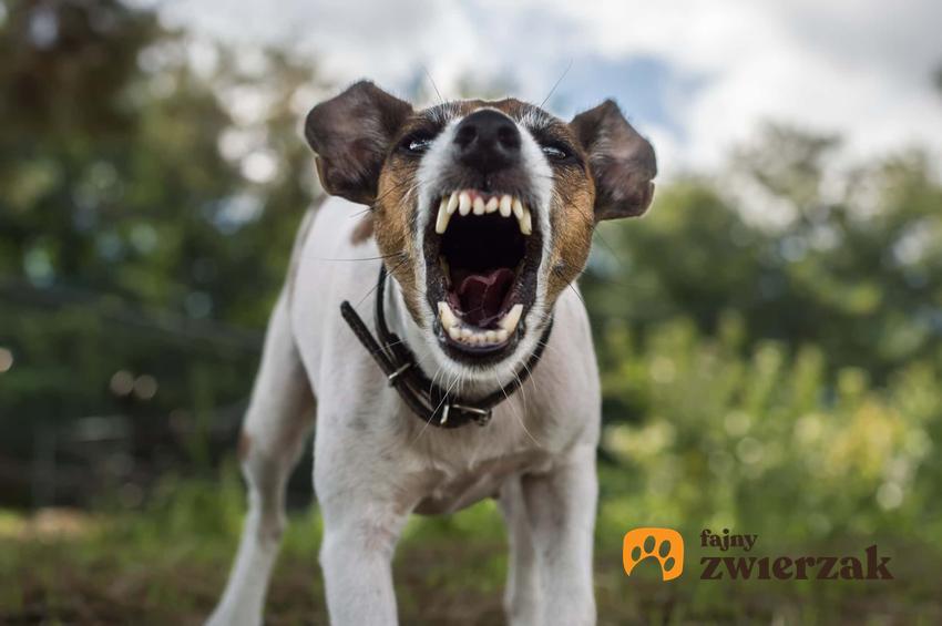 Warczący pies, szczekanie i inne sygnały ostrzegawcze, które wysyła pies, jak odczytywać mowę ciała psa