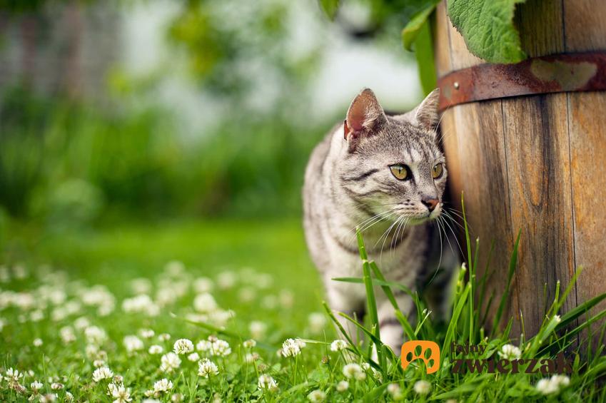 Kot na łące wychodzący swobodnie z domu, a także informacje, czy kot powinien być wychodzący czy nie