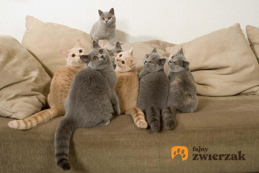 Koty na kanapie, a także porady, jak wprowadzić nowego kota do domu i poznać go z innymi kotami