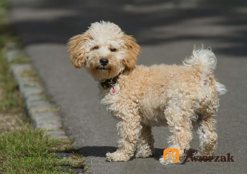 Cavapoo (Cavoodle) – description, photos, requirements, tips from owners