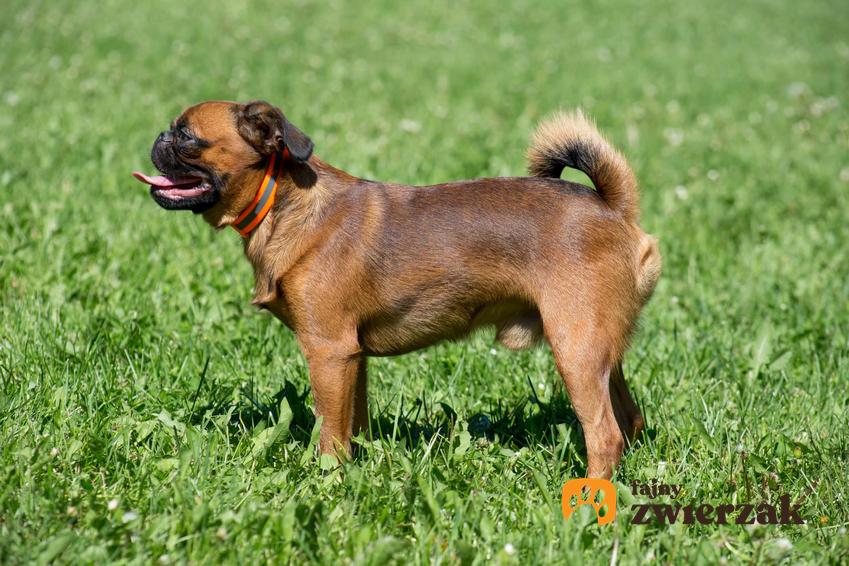 Pies brabańtczyk na łące, a także charakterystyka rasy, jego usposobienie oraz pielęgnacja sierści