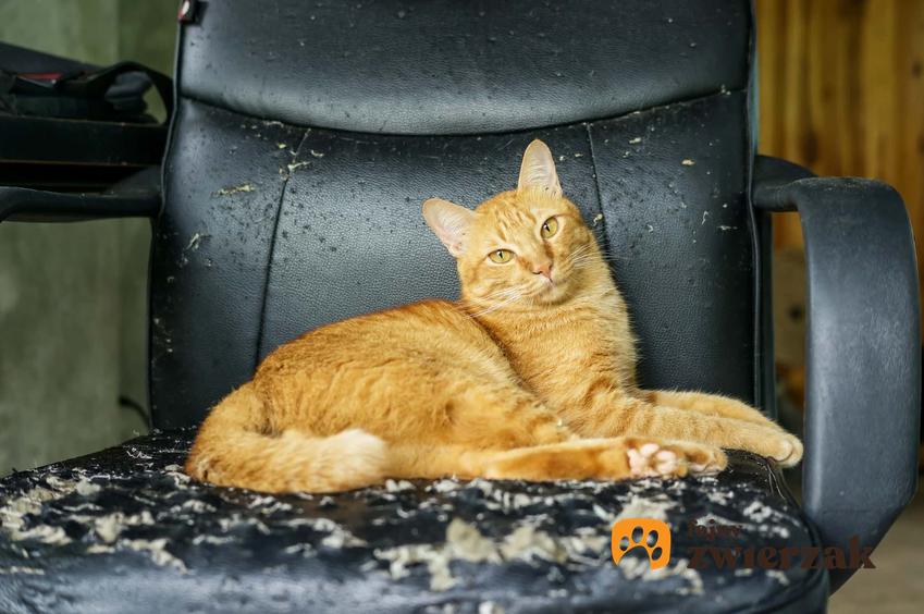 Kot siedzący na zniszczonym przez siebie fotelu, a także podpowiedzi, jak oduczyć kota niszczenia rzeczy i mebli w domu