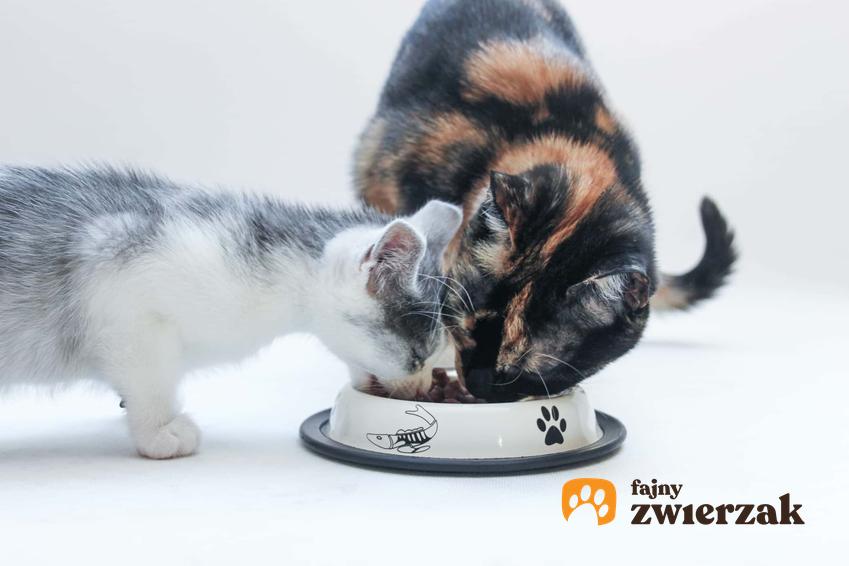 Koty jedzące z miski spowalniajacej jedzenie oraz informacje, jak działa miska, która spowalnia jedzenie zwierząt domowych