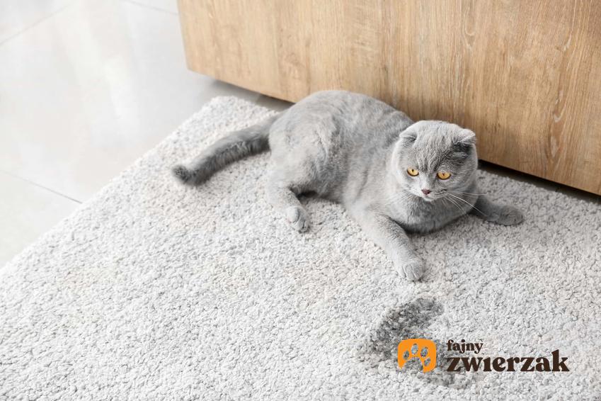 Kot obok plamy moczu na dywanie, a także informacje, dlaczego kotka sika poza kuwetą krok po kroku