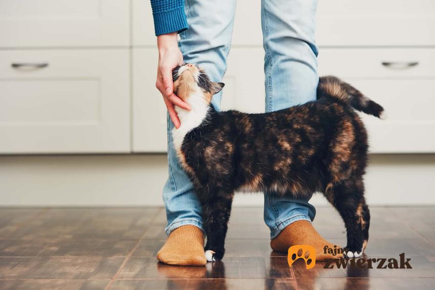 Głaskanie łaszącego się kota, a także TOP 5 sposobów na to, jak okazać kotu miłość krok po kroku