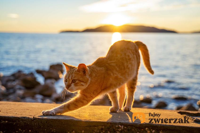 Kot nad morzem, a także podpowiedzi, jak zaplanować wakacje z kotem, najlepsze sposoby i praktyczne wskazówki