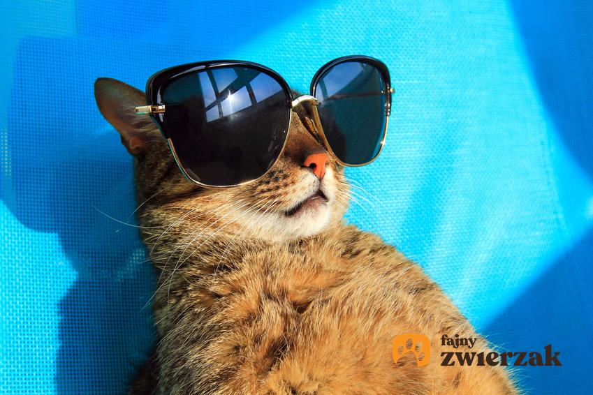 Kot w okularach przeciwsłonecznych oraz podpowiedzi, jak zaplanować wakacje z kotem i gdzie jechać z kotem