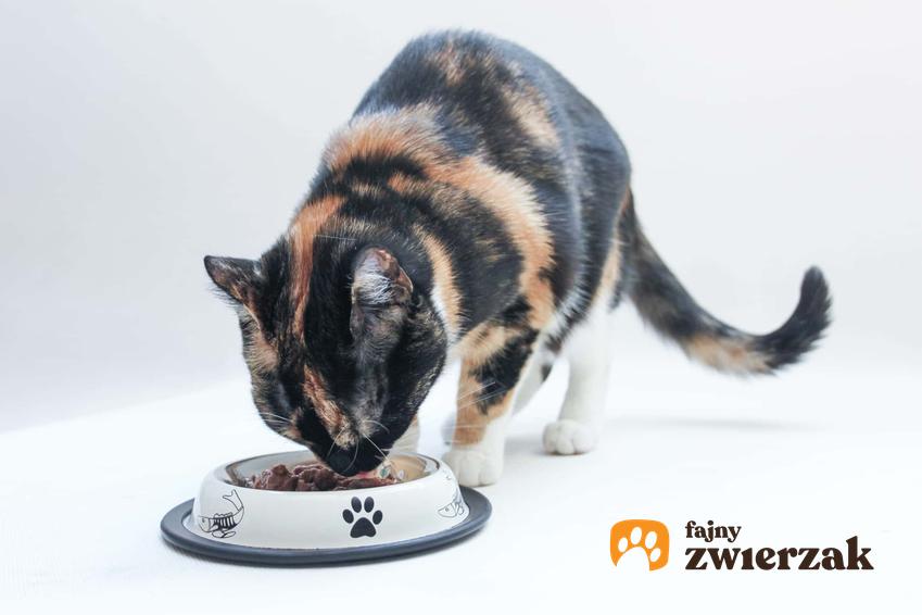 Kot jedzący z miski, a także bilansowanie diety dla kota i psa oraz najważniejsze składniki odżywcze dla zwierząt