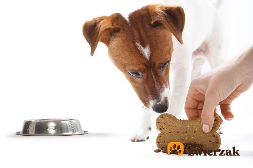 Pies jedzący witaminy, a także bilansowanie diety i najważniejsze składniki dla zwierząt domowych