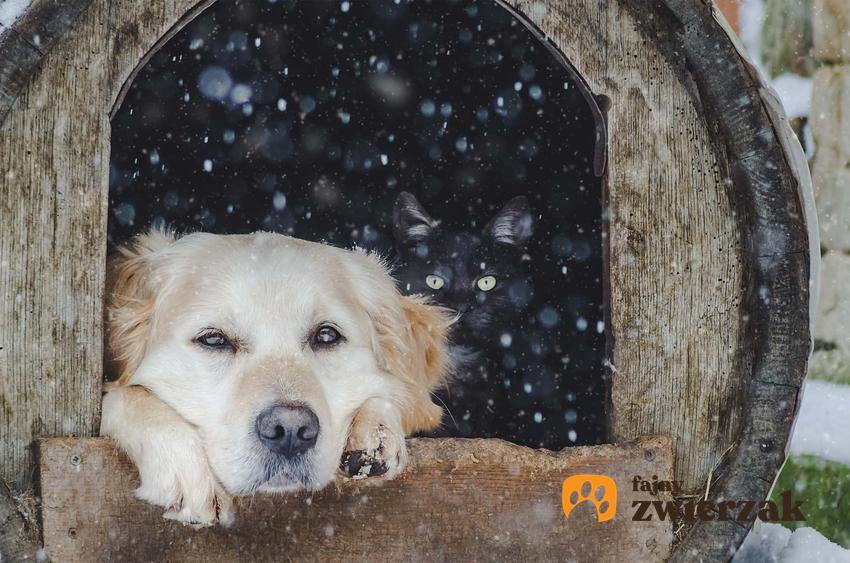 Pies w budzie na podwórku podczas opadów śniegu, a także jak zadać o psa na podwórku w budzie