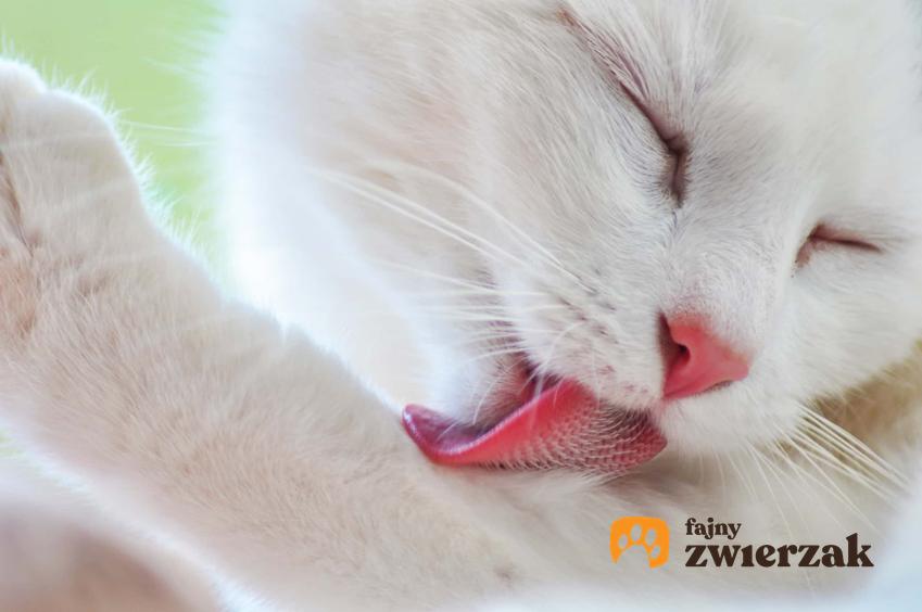 Kot wylizujący sierść, a także dlaczego koty liżą swoją sierść i jak koty zachowują higienę