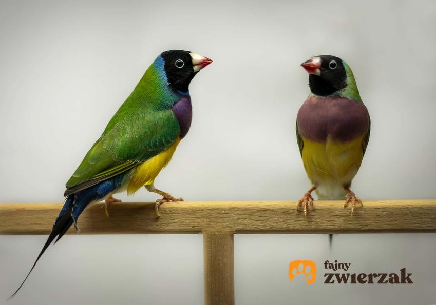 Dwa egzotyczne ptaki, kolorowe ptaki w warunkach domowych, jakie ptaki nadają się do życia z człowiekiem, czy warto hodować egzotyczne ptaki w domu