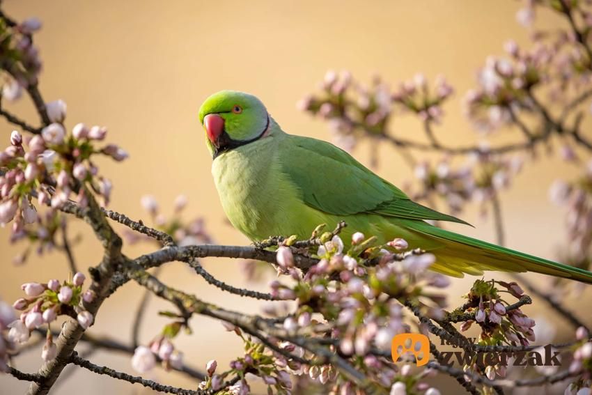 Alekdandretaa obrożna siedząca na kwitnącym drzewie, zielona papuga na gałęzi, jak hodować aleksandrettę obrożną,