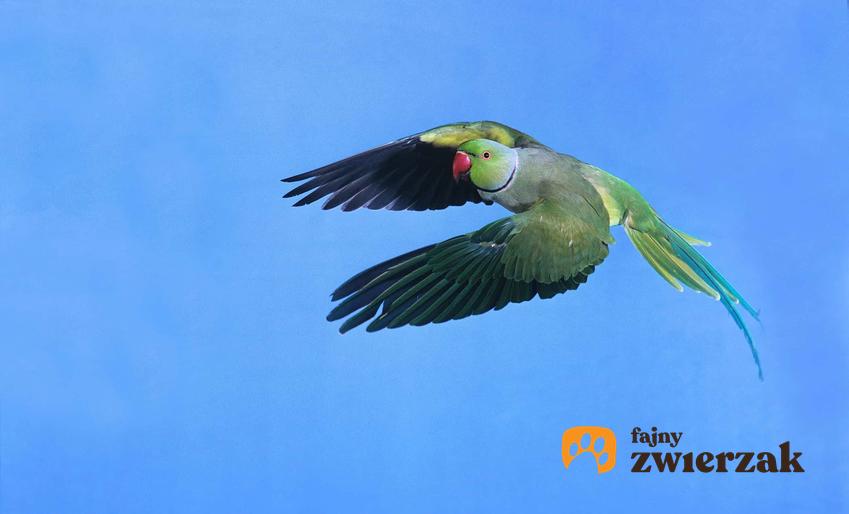 Aleksandretta obrożna w locie, lecąca papuga na niebie, niezbędne porady na temat hodowli papugi aleksandretty obrożnej