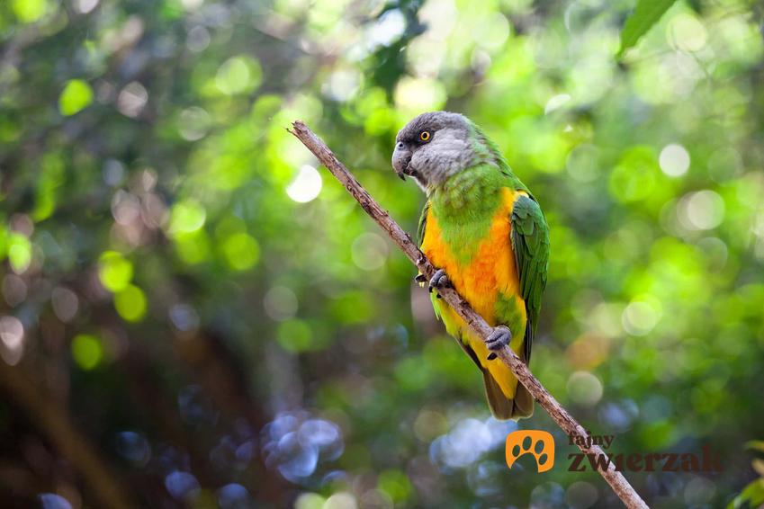 Kolorowy ptak na gałęsi w lesie, afrykanka senegalska w naturalnym środowisku,