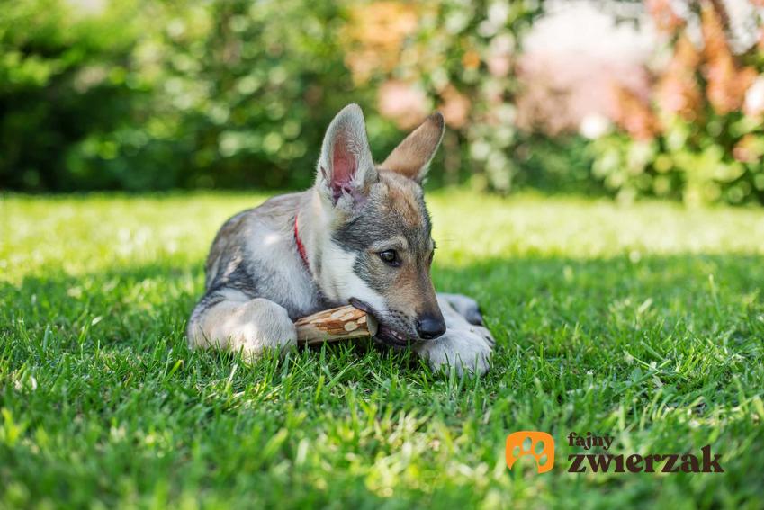 Szczeniak leżący na trawie z gryzakiem w pysku, pies na trawie, co to są gryzaki dentystyczne dla psów, jak wybrać gryzak dla psa, jakie gryzaki są dobre dla starszych psów