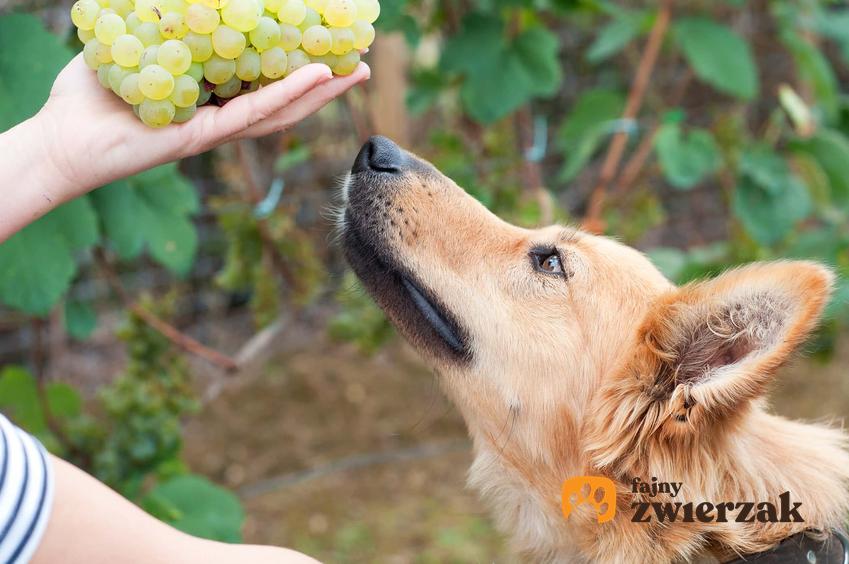 Pies wąchający winogrona, pies zainteresowany winogronami, pies i owoce, jakie są objazwy zatrucia winogronami i rodzynkami u zwierząt, jak rozpoznać zatrucie rodzynkami u psa