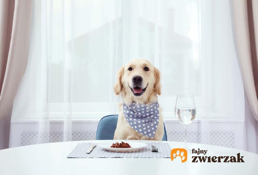 Pies siedzący przy stole w jadalni, pies czekający na jedzenie przy stole, pies w śliniaku, jakich składników odżywczych potrzebuje pies w swojej diecie, owoce i warzywa jakie może jeść pies