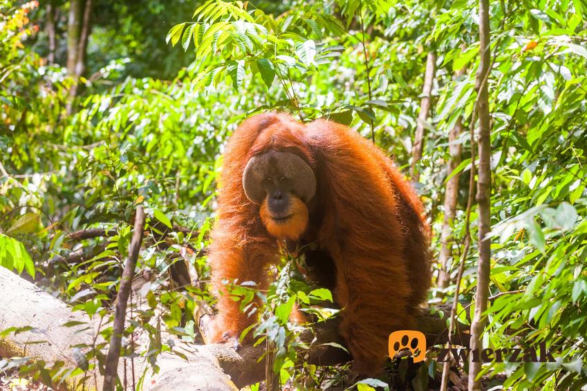 Orangutan sumatrzański jako zwierzę zagrożone wyginięciem, a także inne zagrożone gatunki zwierząt na świecie