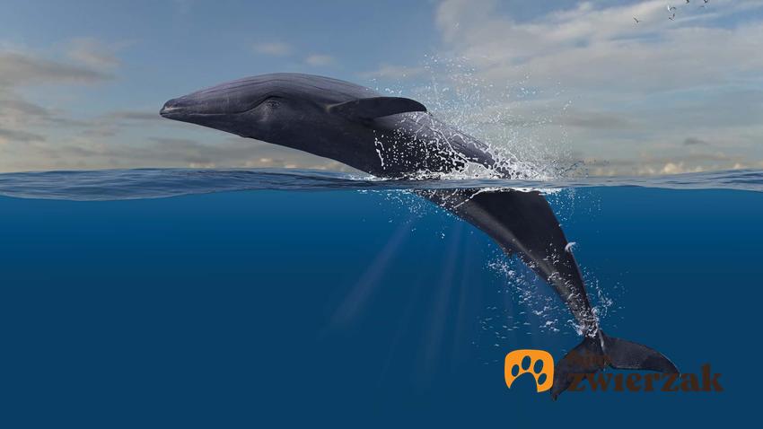 Płetwal błękitny jako zwierzę zagrożone wyginięciem, a także inne zagrożone gatunki zwierząt na świecie