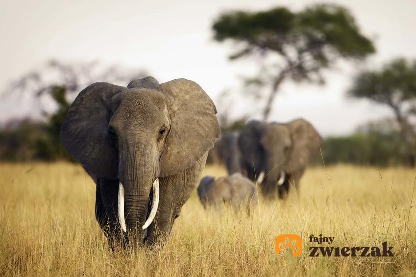 Słoń afrykański jako zwierzę zagrożone wyginięciem, a także inne zagrożone gatunki zwierząt na świecie