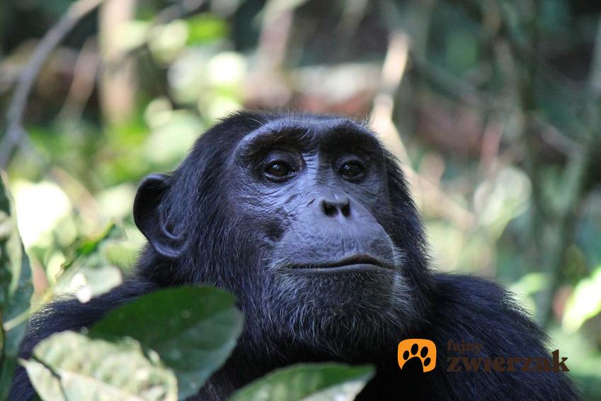 Szympans zwyczajny jako zwierzę zagrożone wyginięciem, a także inne zagrożone gatunki zwierząt na świecie