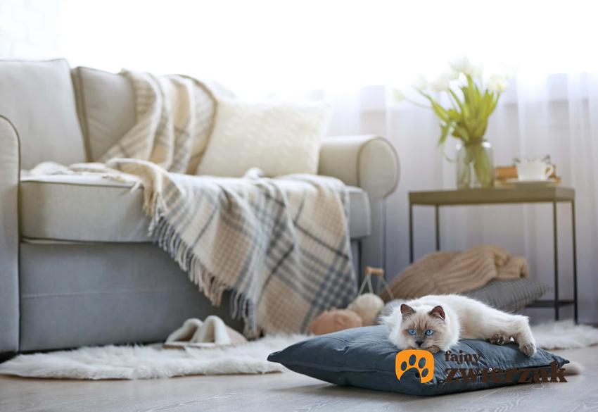 Kot leżący na poduszce, kot w mieszkaniu, książka dla kociarzy, książkowe porady na temat obsługi kota, wychowanie kota okiem zwierzęcego behawiorysty