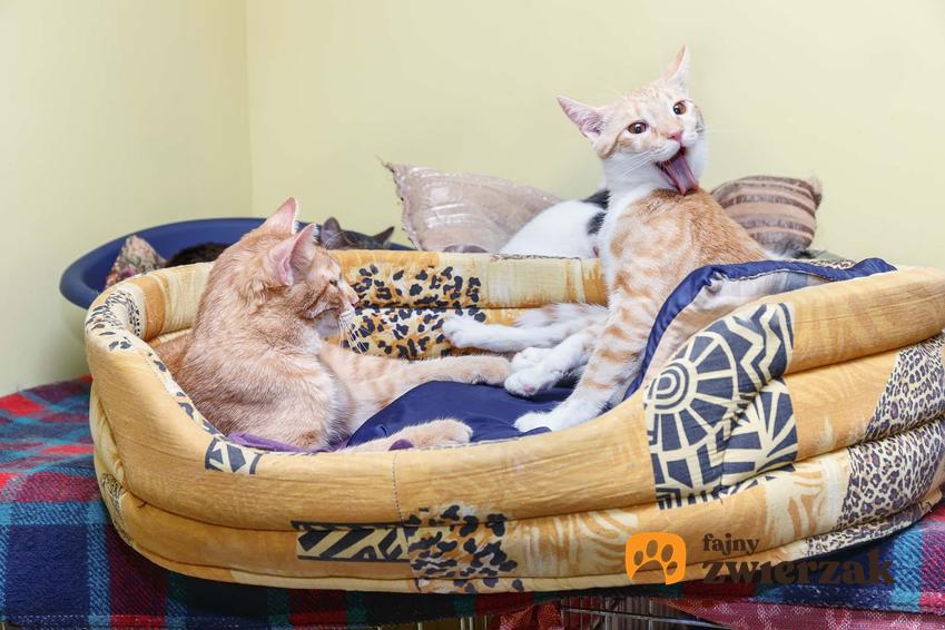 Dwa koty w leżance, Koty siedzące w swoim posłaniu, czy istnieje przyjaźń między kotami, dlaczego koty lubią rywalizację