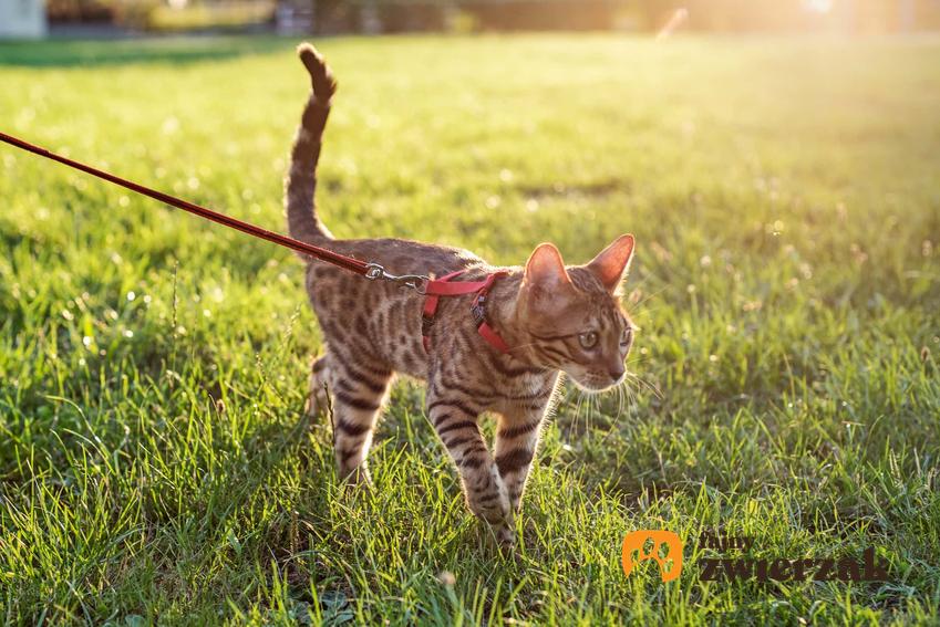 Kot na smyczy, kot na spacerze uwiązany na smycz, kot spacerujący po trawie, jak bezpiecznie wyprowadzać kota na spacer, dlaczego koty nie lubią spacerowania na smyczy