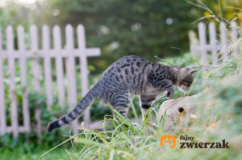 Kot przechadzający się po posesji, kot polujący na gryzonia, skąd u kotów instynkt łowiecki, czy starszym kotom nadal chce się polować, czy kot wyrasta z polowań