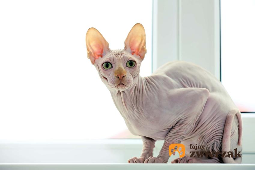 Łysy kot sfinks, Kot bez sierści, jak hodować koty sfinksy, jakie warunki potrzebne są do prowadzenia hodowli kotó sfinksów