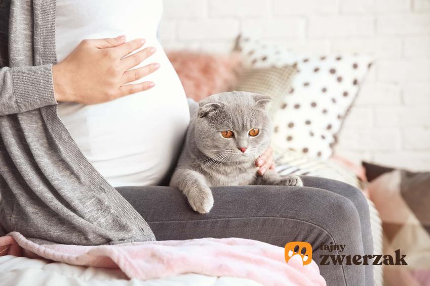 Kot siedzący na kolanach kobiety w ciąży, a także jak przygotować kota na pojawienie się nowego członka rodziny krok po kroku