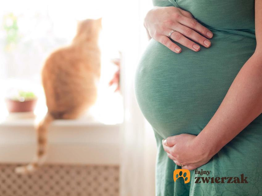 Przygotowanie kota na noworodka, czyli jak przygotować kota na przyjściena świat dziecka