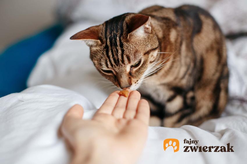 Kot jedzący smaczek z dłoni właścicielki, a także jak przykuć uwagę kota i czym go zainteresować