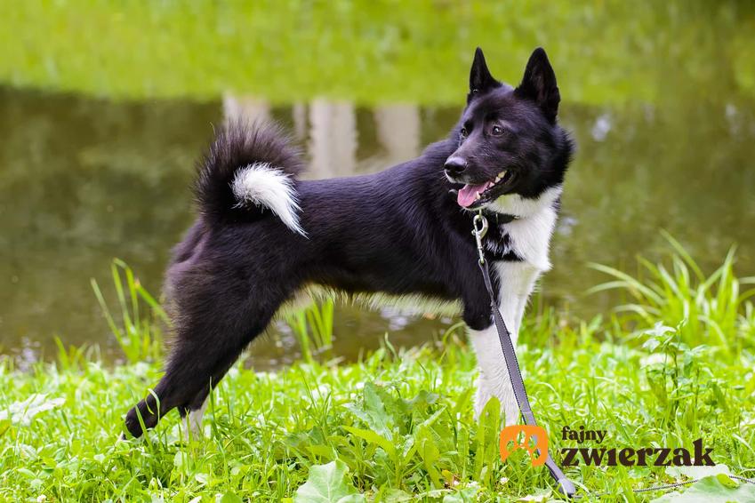 Pies łajka rosyjsko-europejska nad wodą, a także opis i charakter psa oraz wymagania krok po kroku