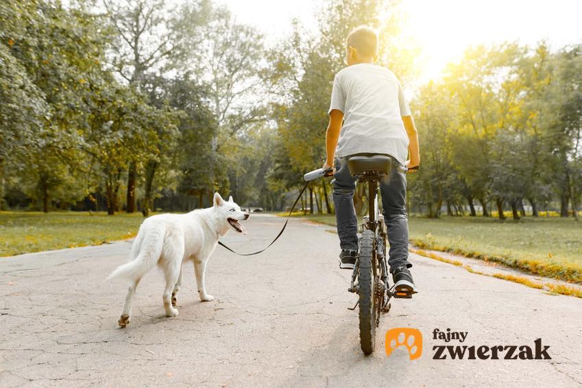 Jazda na rowerze obok biegnącego psa, a także spacer z rowerem i psem oraz uczenie psa biegania przy rowerze