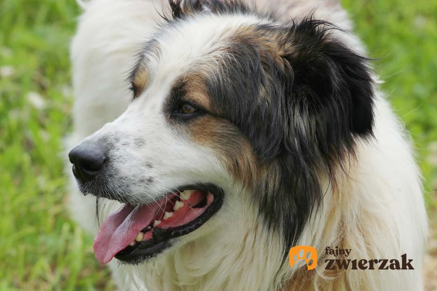 Tornjak, pies rasy owczarek bośniacki i jego charakterystyka krok po kroku