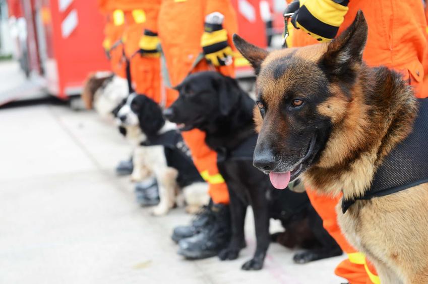 Pies ratownik przy strażakach, a także jakie rasy psów są szkolone na ratowników w różnych branżach