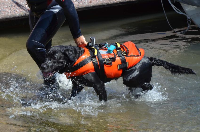 Pies ratownik w wodzie, a także jakie rasy psów sprawdzają się jako ratownicy