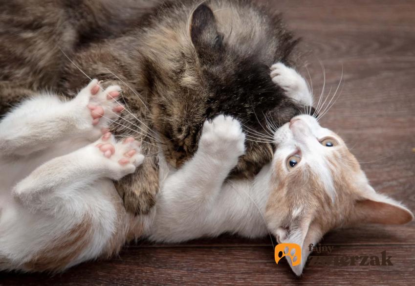 Zabawa dwóch małych kotów ze sobą, a także informacje, jak rozpoznać, czy koty się bawią, czy walczą